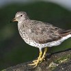 Surfbird